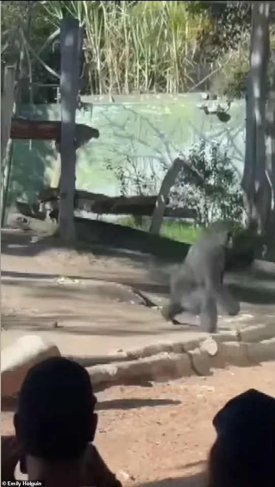 San Diego Zoo Incident: Gorilla Charges at Enclosure, Shattering Protective Barrier