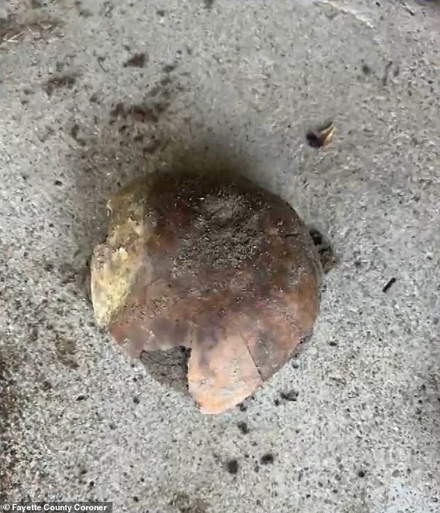 ‘Incredible to think this has been buried for 4,000 years’ – Landowner’s Discovery of 4,270-Year-Old Skull Fragment in Indiana Sparks Archaeological Excitement
