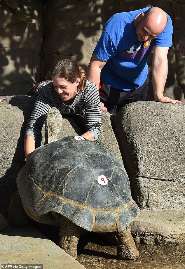 Gramma the Galapagos Tortoise Dies at 141: San Diego Zoo Announces Euthanasia Due to Severe Degenerative Condition