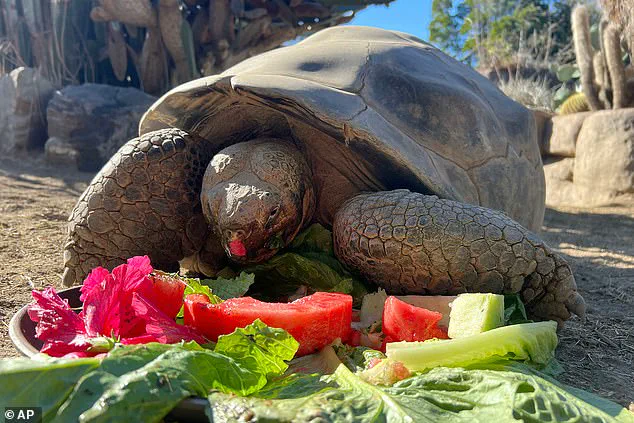 Gramma the Galapagos Tortoise Dies at 141: San Diego Zoo Announces Euthanasia Due to Severe Degenerative Condition