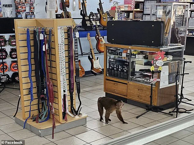 Cinnamon Capuchin Monkey Causes Havoc at Tennessee Music Store