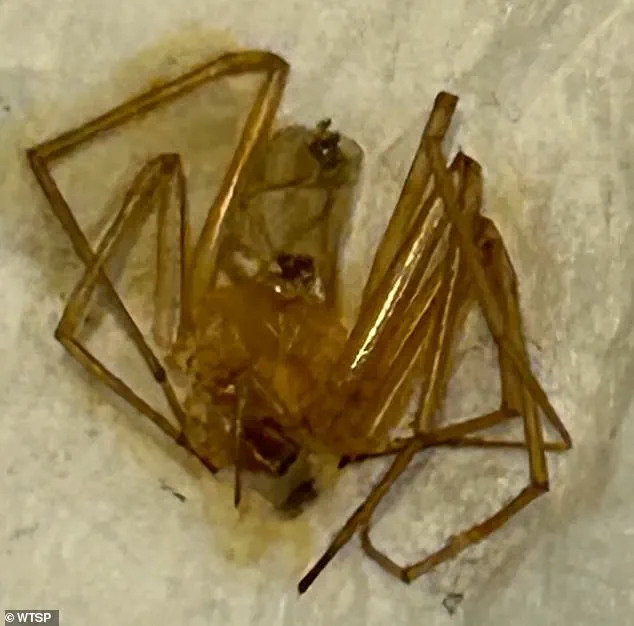 Florida Woman Files Urgent Lawsuit Against Apartment Complex Over Spider Infestation-Related Amputation