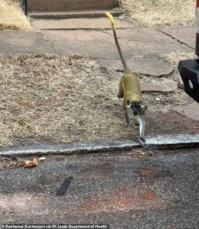Health Officials Issue Advisory Amid Unexplained Monkey Sightings in St. Louis, Raising Public Safety Concerns