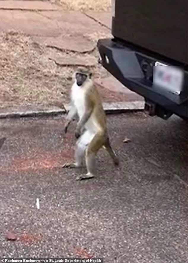 Health Officials Issue Advisory Amid Unexplained Monkey Sightings in St. Louis, Raising Public Safety Concerns