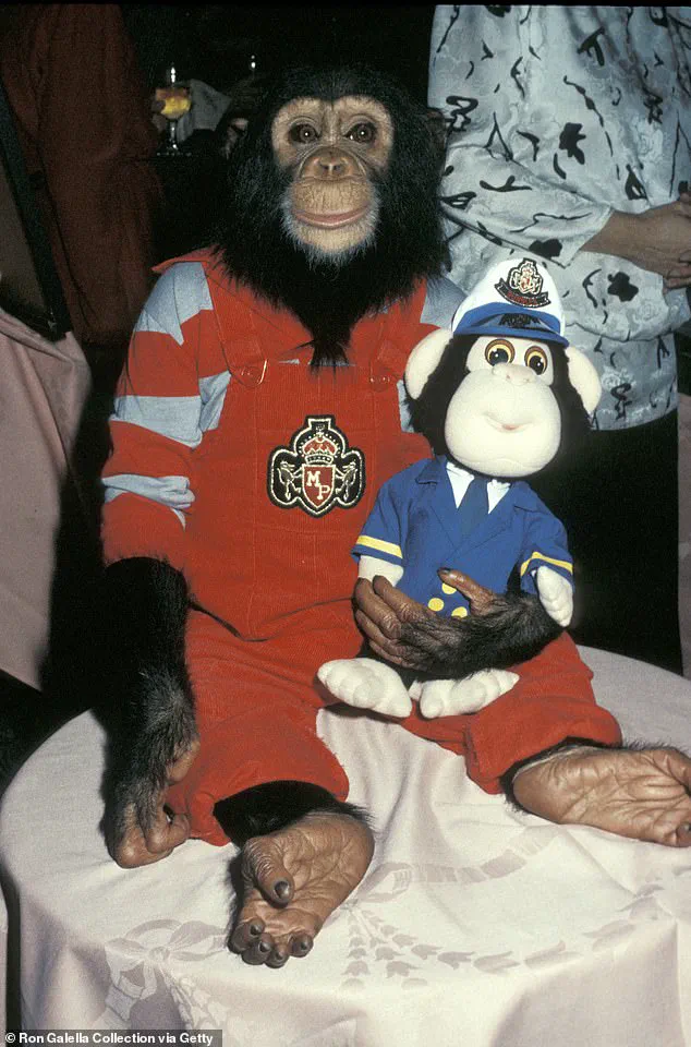From Hollywood to the Hills: Bubbles, Michael Jackson’s Chimpanzee, Finds Solitude in Florida’s Primate Sanctuary at 50 Human Years