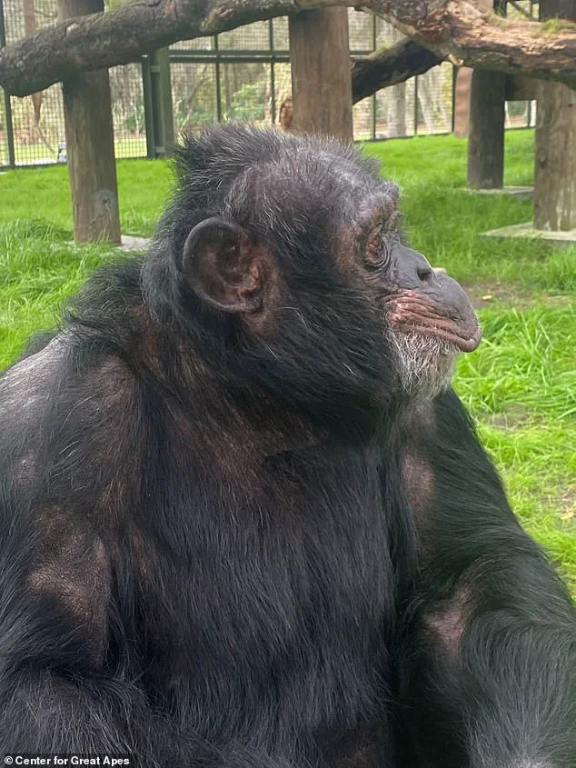 From Hollywood to the Hills: Bubbles, Michael Jackson’s Chimpanzee, Finds Solitude in Florida’s Primate Sanctuary at 50 Human Years