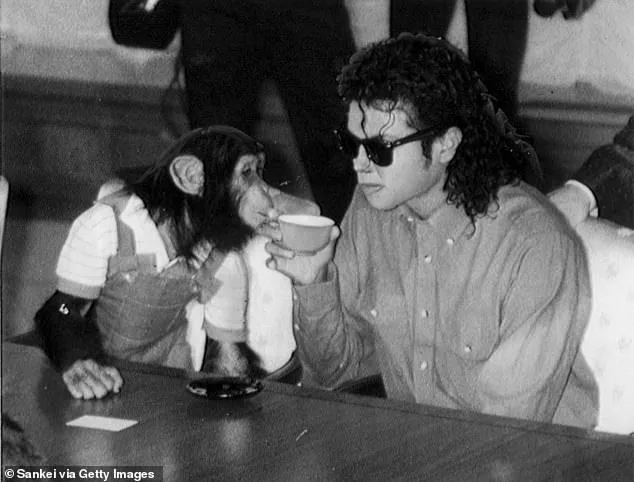 From Hollywood to the Hills: Bubbles, Michael Jackson’s Chimpanzee, Finds Solitude in Florida’s Primate Sanctuary at 50 Human Years
