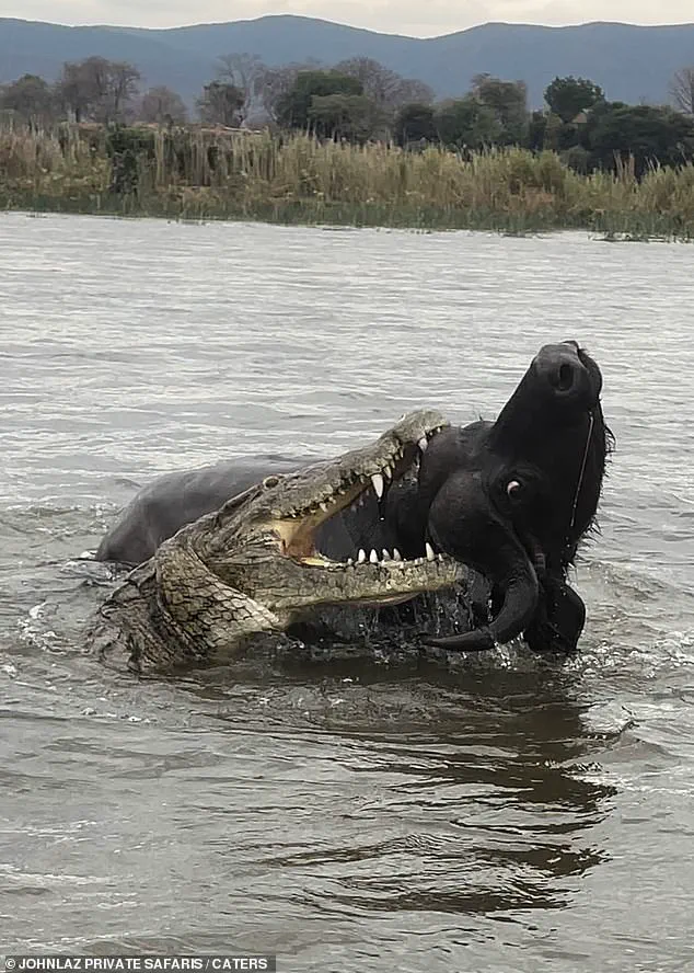 Breaking: Crocodile and Buffalo Clash in Dramatic River Battle, Zambia