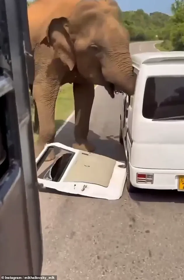 Sri Lanka Elephant Attack: Tourists' Feeding Attempt Triggers Chaotic Safari Incident