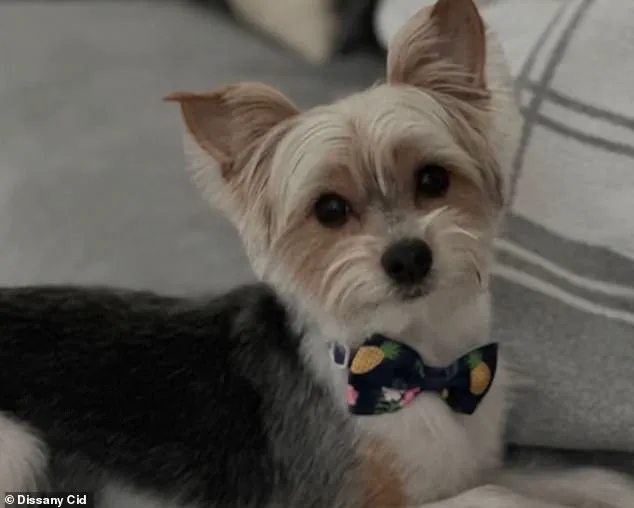 Florida Woman Pleads for Justice After Dog's Death Linked to Viral TikTok Trend