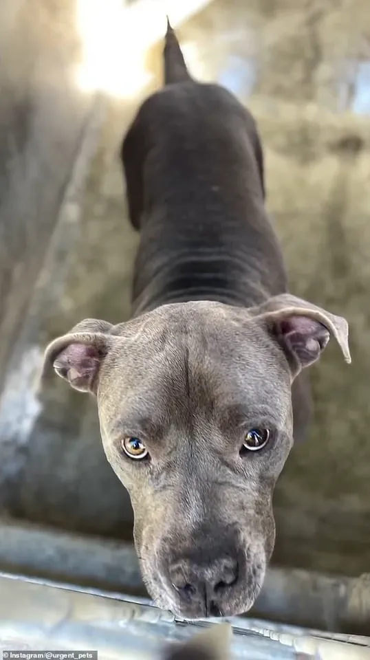 Secrets Beneath the Surface: How a Dog Attack Exposed LA Animal Shelter Failures