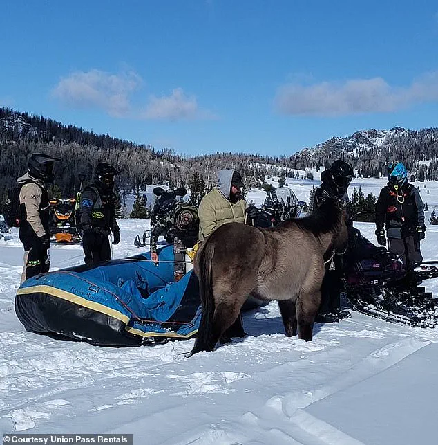 Mouse: A Horse's 7-Month Survival in the Wind River Range