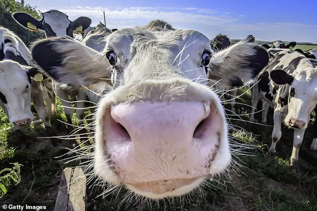 Firefighters Rescue Dog Walker Trapped by Charging Cow on Isle of Wight