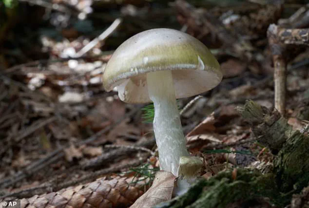 Four Deaths in California Linked to Lethal Death Cap Mushroom Poisonings, Spawning Urgent Health Warnings