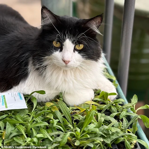 From Garden Center to Internet Sensation: How Sylvester's Viral Moment Made Him a Feline Star