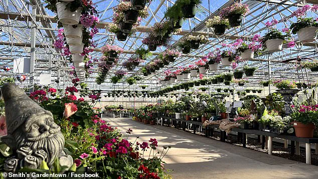 From Garden Center to Internet Sensation: How Sylvester's Viral Moment Made Him a Feline Star