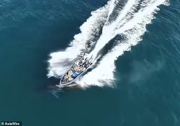 Protected Whale Struck by Fishing Boat Near Weizhou Island Sparks Conservation Crisis