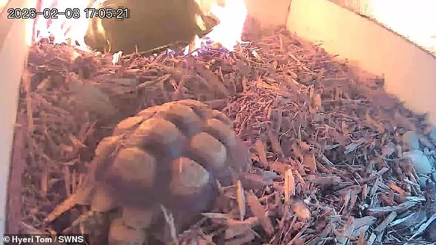 Hidden Hazards: The Tortoise Fire and the Sealed Safety Reports