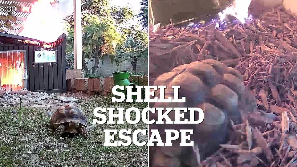 Hidden Hazards: The Tortoise Fire and the Sealed Safety Reports