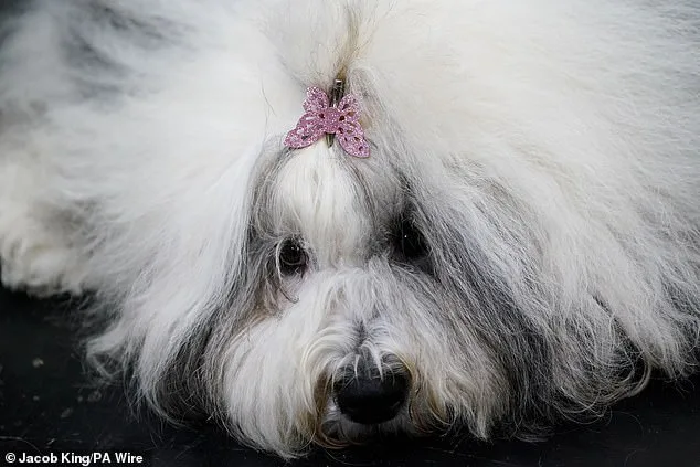 Crufts Dog Show Kicks Off in Birmingham: Thousands of Canines Compete for Prestigious Best in Show Title