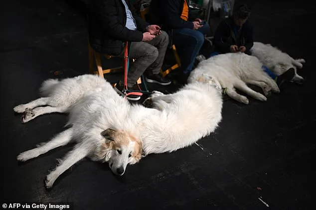Crufts Dog Show Kicks Off in Birmingham: Thousands of Canines Compete for Prestigious Best in Show Title