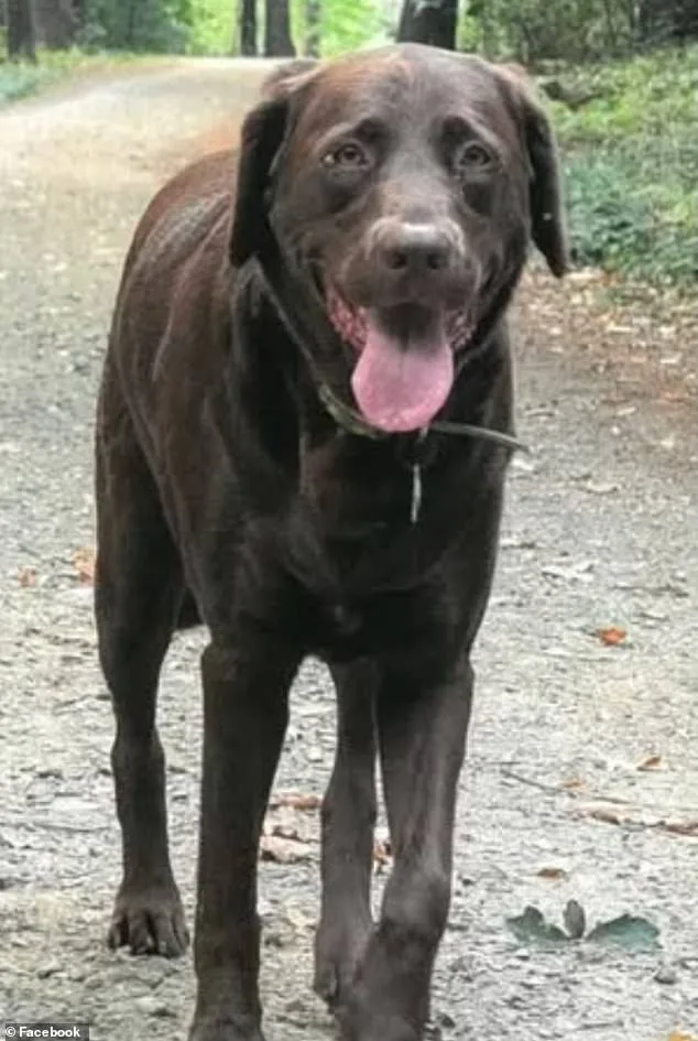 Tragic Death of Dog After 68-Volt Puddle Electrocution