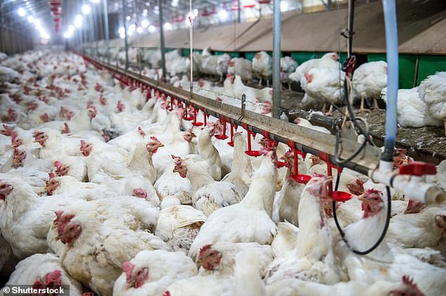UK launches 4,000-person bird flu vaccine trial to prepare for pandemic threat.