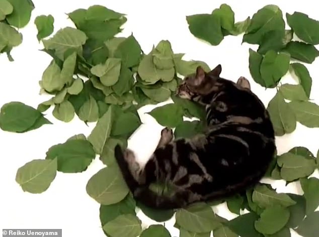 Study Reveals Silver Vine Is More Stimulating Than Catnip for Cats