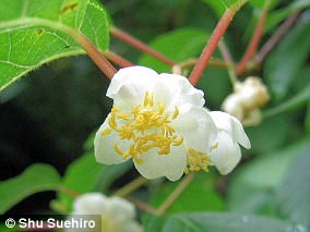Study Reveals Silver Vine Is More Stimulating Than Catnip for Cats