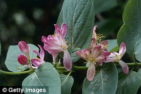 Study Reveals Silver Vine Is More Stimulating Than Catnip for Cats