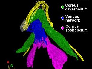 Emotional Connection, Not Physical Sensation, Key to Female Orgasm Intensity