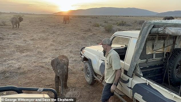 Lost Kenyan elephant calf reunited with family after wandering into tourist camp