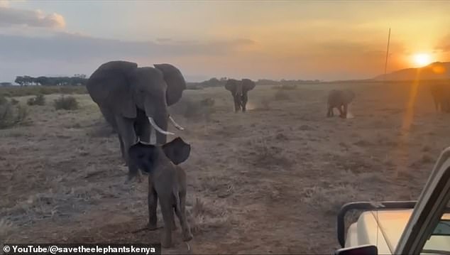 Lost Kenyan elephant calf reunited with family after wandering into tourist camp