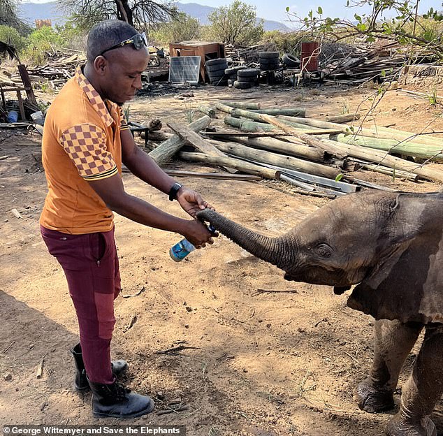 Lost Kenyan elephant calf reunited with family after wandering into tourist camp