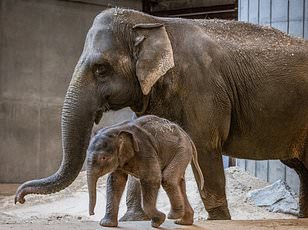 Lost Kenyan elephant calf reunited with family after wandering into tourist camp