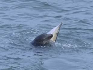 Isolated dolphin seeks human company but experts warn crowds create danger.
